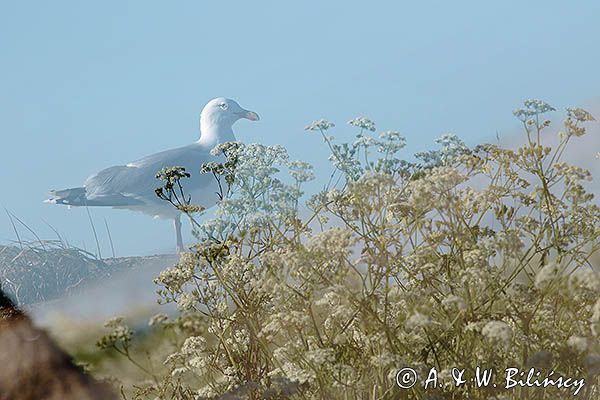 Mewa srebrzysta, Larus argentatus