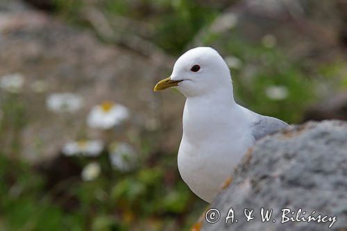 Mewa siwa, mewa pospolita, Larus canus