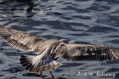 młodociana mewa siodłata Larus marinus