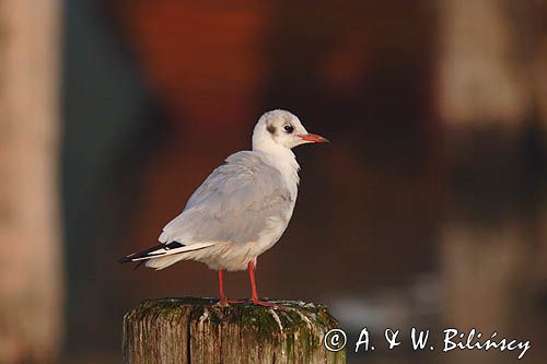 mewa śmieszka Larus ridibundus