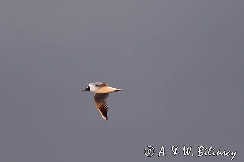 mewa śmieszka Larus ridibundus