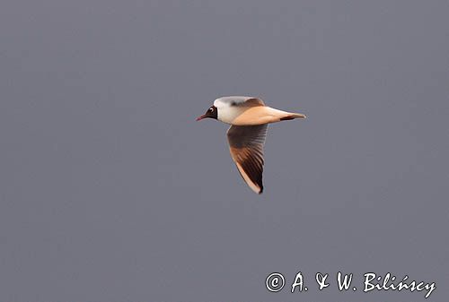 mewa śmieszka Larus ridibundus