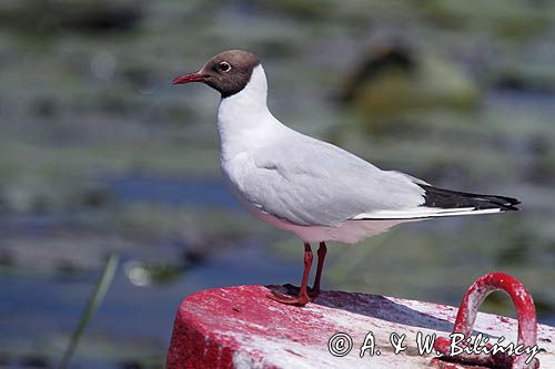 mewa śmieszka, Chroicocephalus ridibundus, syn. Larus ridibundus, Black-headed gull