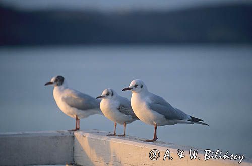 mewa śmieszka Larus ridibundus szata spoczynkowa