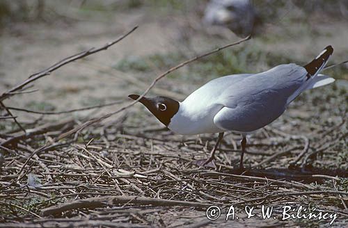 mewa śmieszka Larus ridibundus przy gnieździe