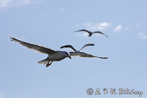 mewa srebrzysta Larus argentatus