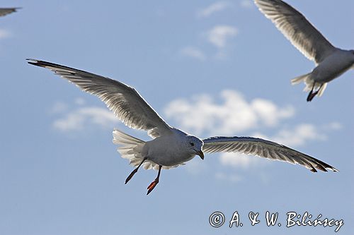 mewa srebrzysta Larus argentatus