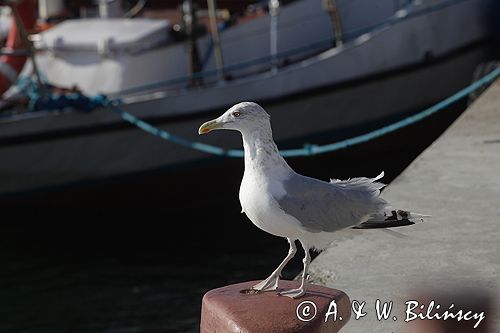 mewa srebrzysta Larus argentatus