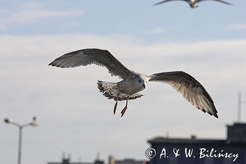 młodociana mewa srebrzysta Larus argentatus