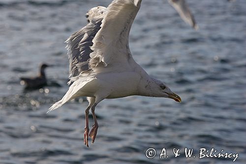 mewa srebrzysta Larus argentatus