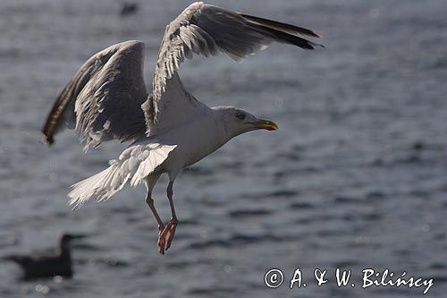 mewa srebrzysta Larus argentatus