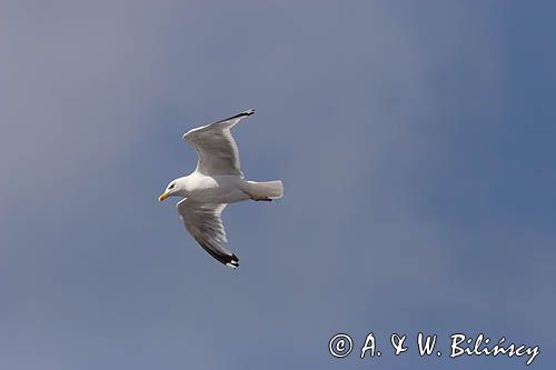 mewa srebrzysta Larus argentatus