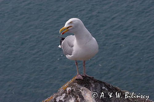 Mewa srebrzysta Larus argentatus