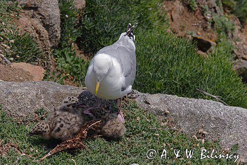 Mewa srebrzysta Larus argentatus z pisklętami