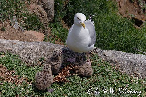 Mewa srebrzysta Larus argentatus z pisklętami