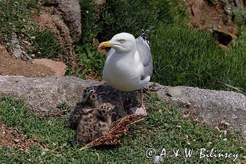 Mewa srebrzysta Larus argentatus z pisklętami