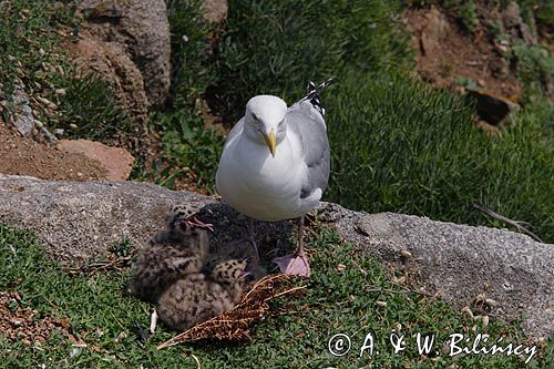 Mewa srebrzysta Larus argentatus z pisklętami