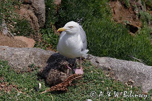 Mewa srebrzysta Larus argentatus z pisklętami