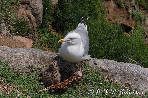 Mewa srebrzysta Larus argentatus z pisklętami