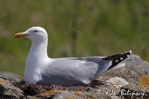 Mewa srebrzysta Larus argentatus na gnieździe