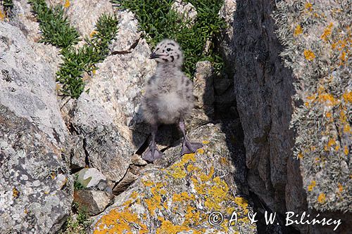 Mewa srebrzysta, Larus argentatus, pisklę