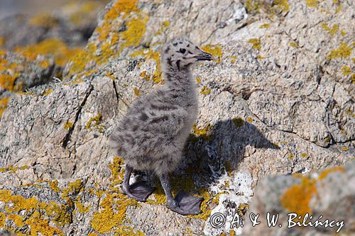 Mewa srebrzysta, Larus argentatus, pisklę