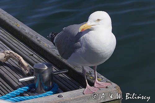 Mewa srebrzysta Larus argentatus