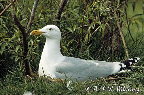 mewa srebrzysta Larus argentatus