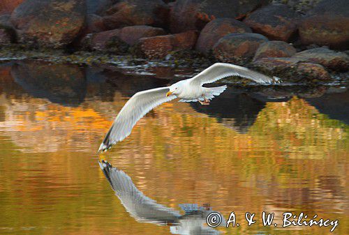 Mewa srebrzysta, Larus argentatus, Virkesholmarna, Zachodnia Szwecja, Kattegat