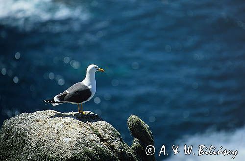 mewa żółtonoga, Larus fuscus