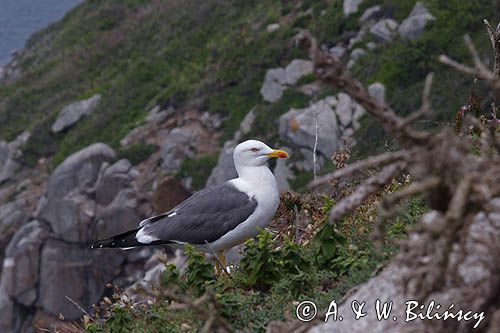 mewa żółtonoga brytyjska Larus fuscus graellsii, Herm Island, Channel Islands