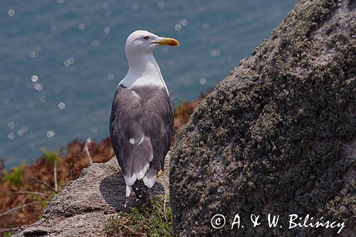 mewa żółtonoga brytyjska Larus fuscus graellsii, Herm Island, Channel Islands