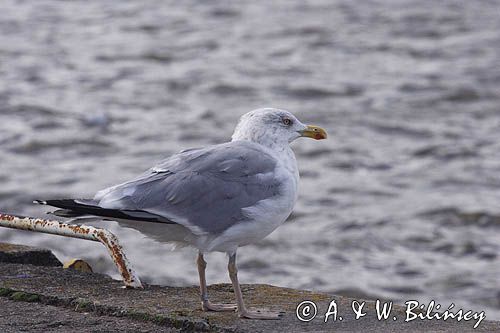 mewa srebrzysta Larus argentatus