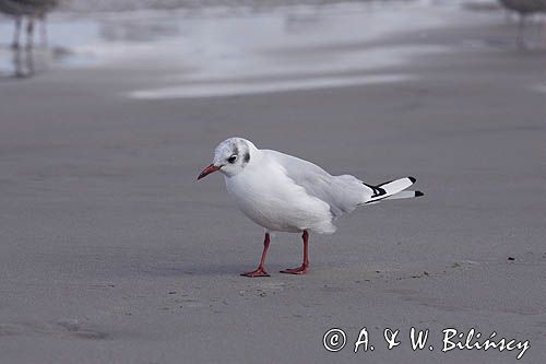 mewa śmieszka Larus ridibundus