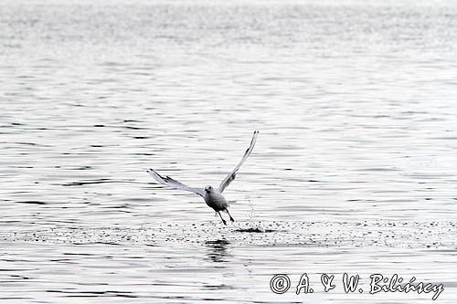 mewa śmieszka, Chroicocephalus ridibundus, syn. Larus ridibundus