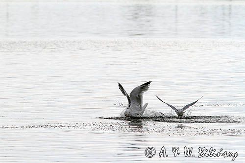 Mewa srebrzysta Larus argentatus i mewa śmieszka, Chroicocephalus ridibundus, syn. Larus ridibundus