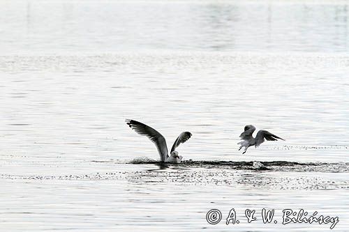 Mewa srebrzysta Larus argentatus i mewa śmieszka, Chroicocephalus ridibundus, syn. Larus ridibundus