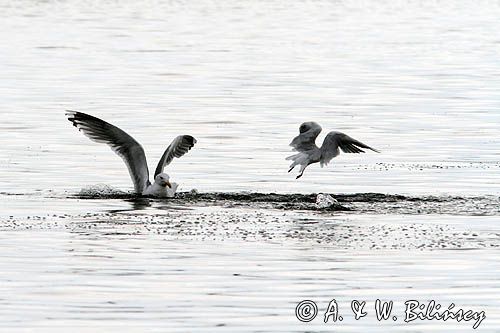 Mewa srebrzysta Larus argentatus i mewa śmieszka, Chroicocephalus ridibundus, syn. Larus ridibundus