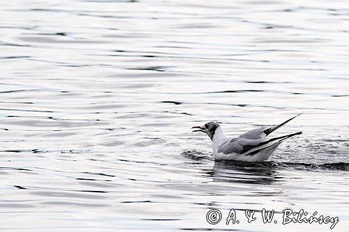 mewa śmieszka, Chroicocephalus ridibundus, syn. Larus ridibundus