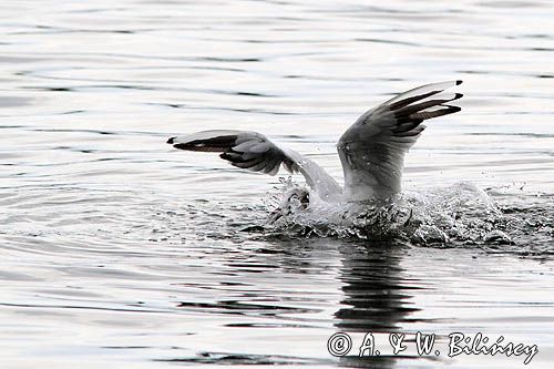 mewa śmieszka, Chroicocephalus ridibundus, syn. Larus ridibundus