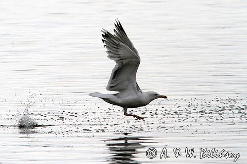 Mewa srebrzysta Larus argentatus