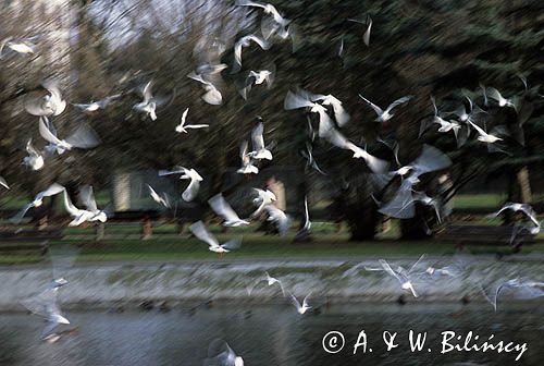 mewy śmieszki w Warszawie, Larus ridibundus