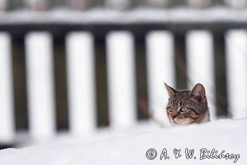 Miaukotka na śniegu