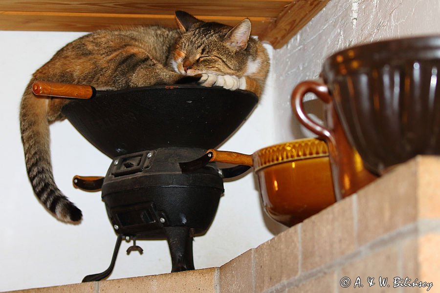 kotka piecu, na grillu, w chacie