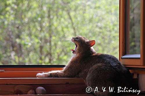 Kot w oknie, wiosna