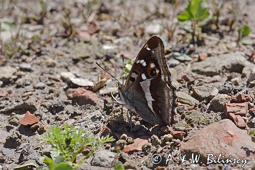 Mieniak tęczowiec Apatura iris