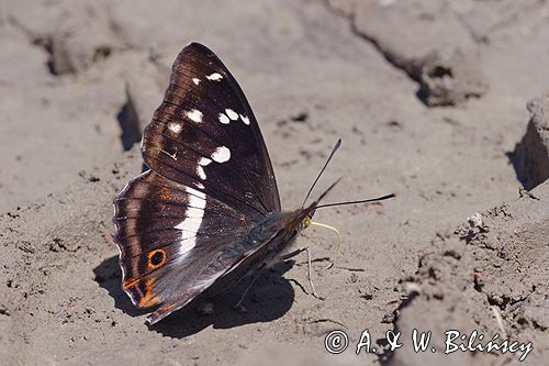 Mieniak tęczowiec Apatura iris