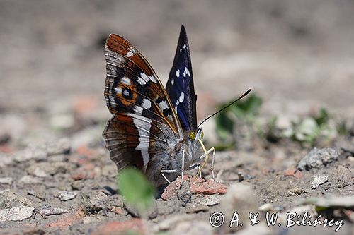 Mieniak tęczowiec Apatura iris