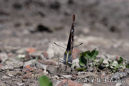 Mieniak tęczowiec Apatura iris