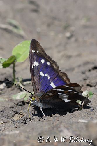 Mieniak tęczowiec Apatura iris